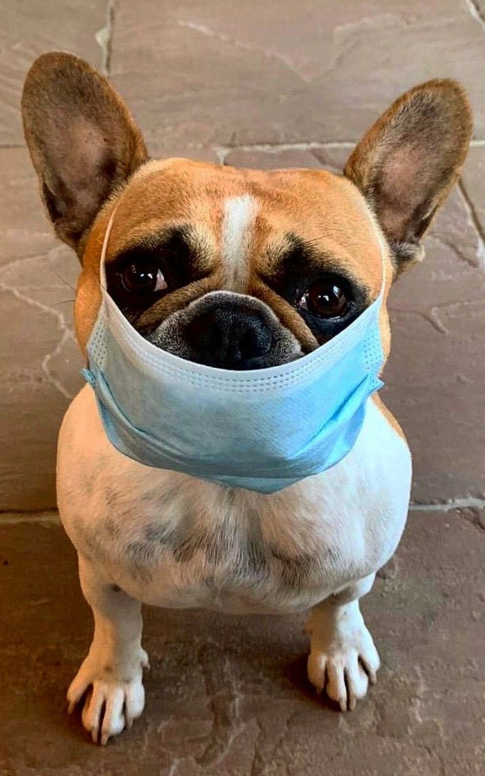 Ảnh con chó đeo khẩu trang meme chất