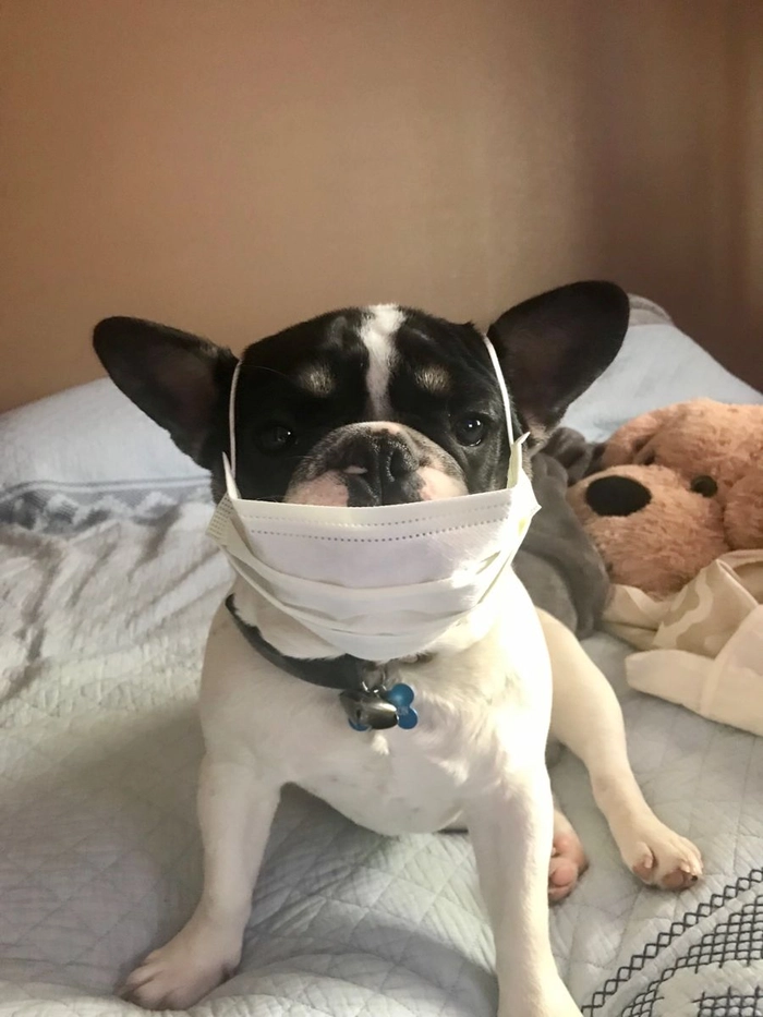 Ảnh con chó đeo khẩu trang meme độc đáo