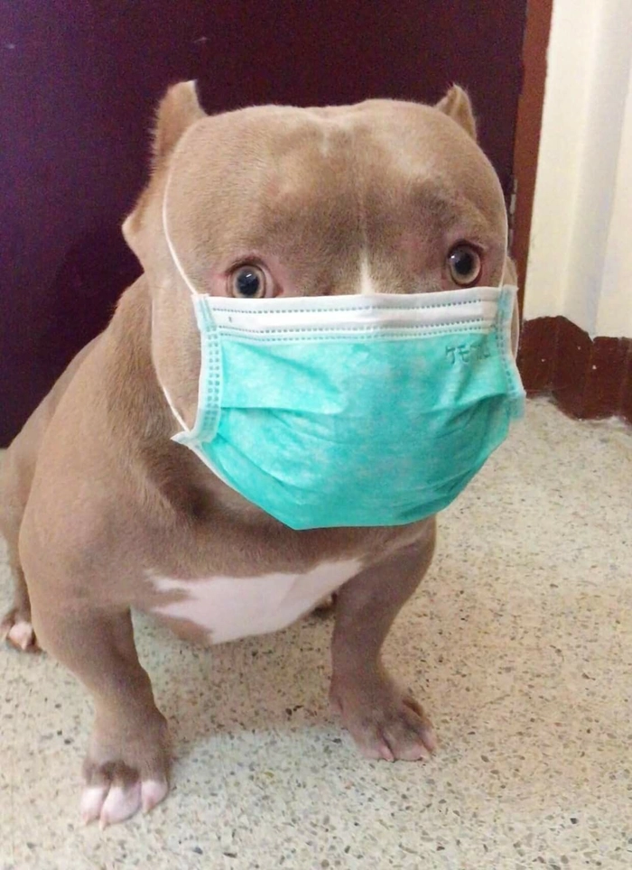 Ảnh con chó đeo khẩu trang meme lầy