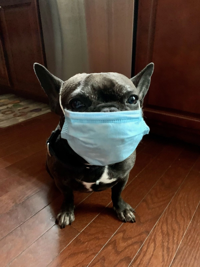 Ảnh con chó đeo khẩu trang meme vui nhộn