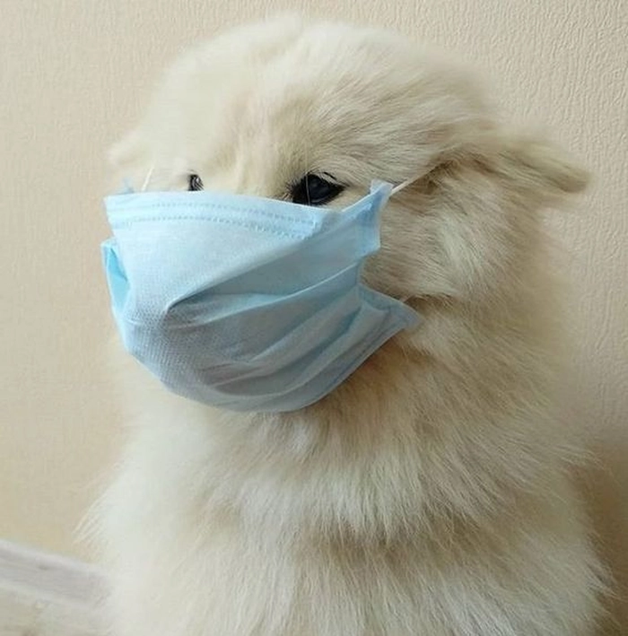 Ảnh meme chó đeo khẩu trang siêu hot