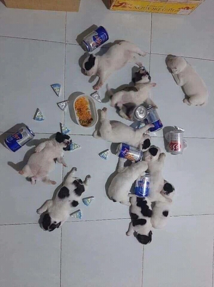 Ảnh meme chó mèo hài hước