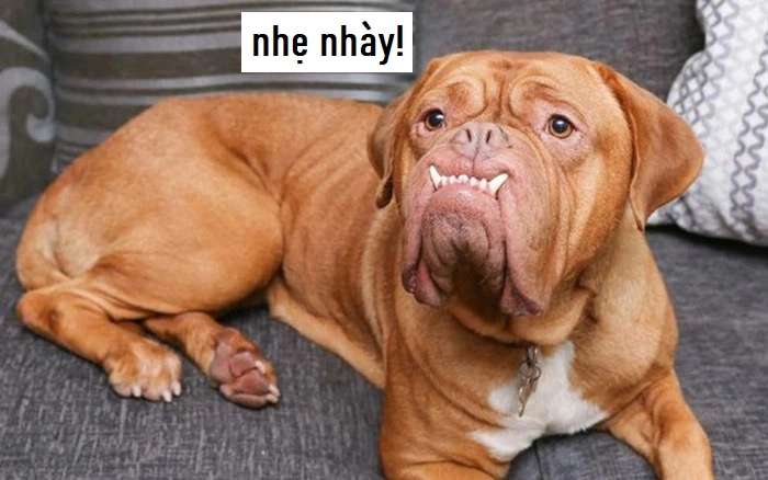 Ảnh meme chó méo miệng
