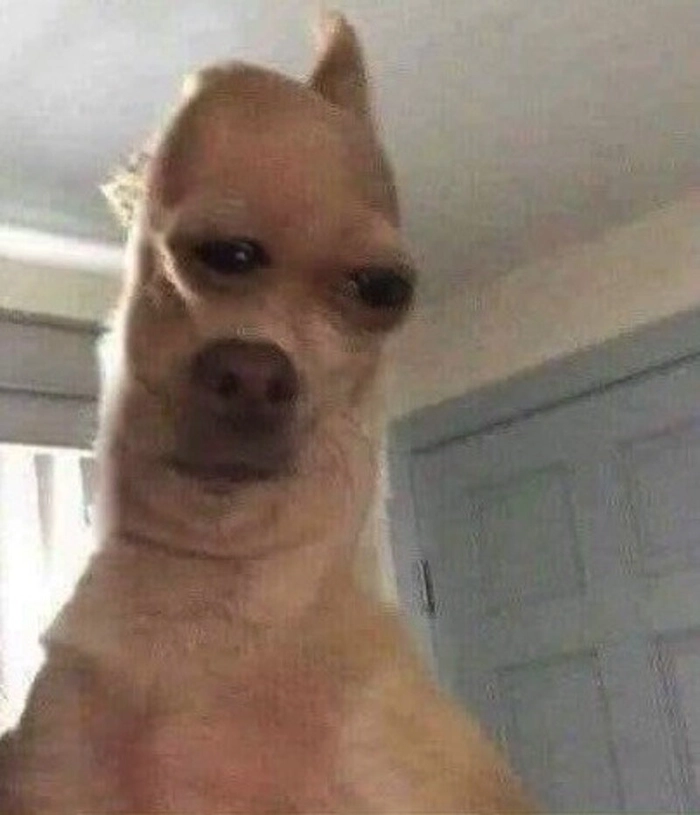 Ảnh meme chó méo mồm