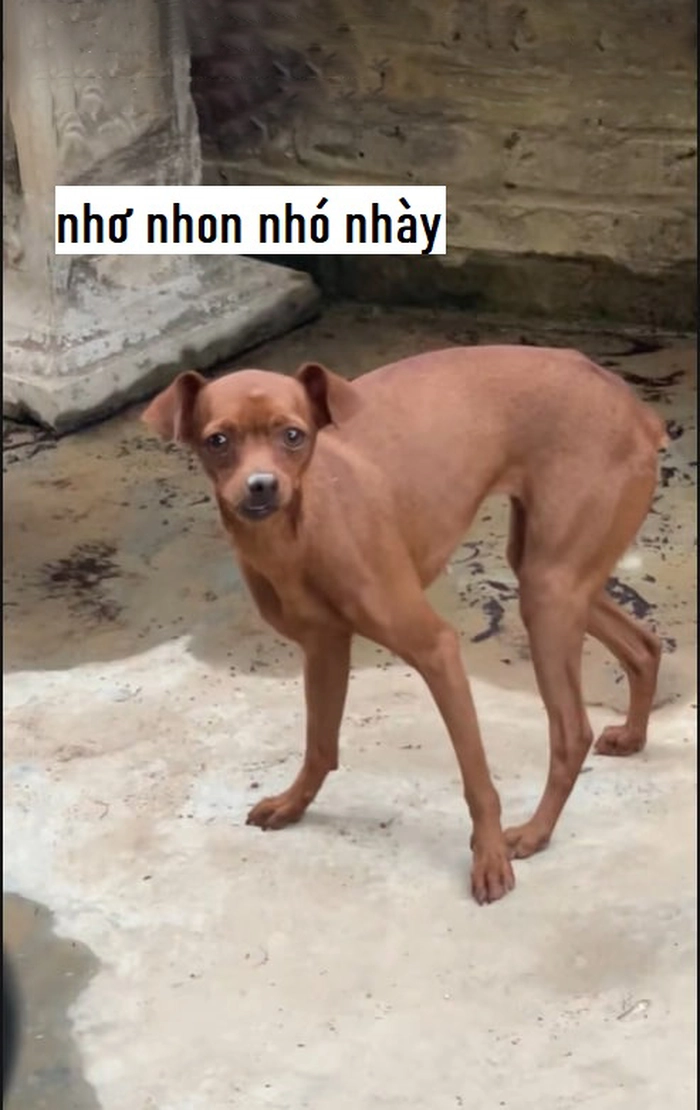 Ảnh meme chó răng hô