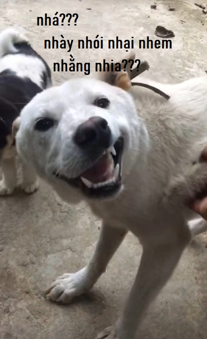 Ảnh meme con chó méo mồm