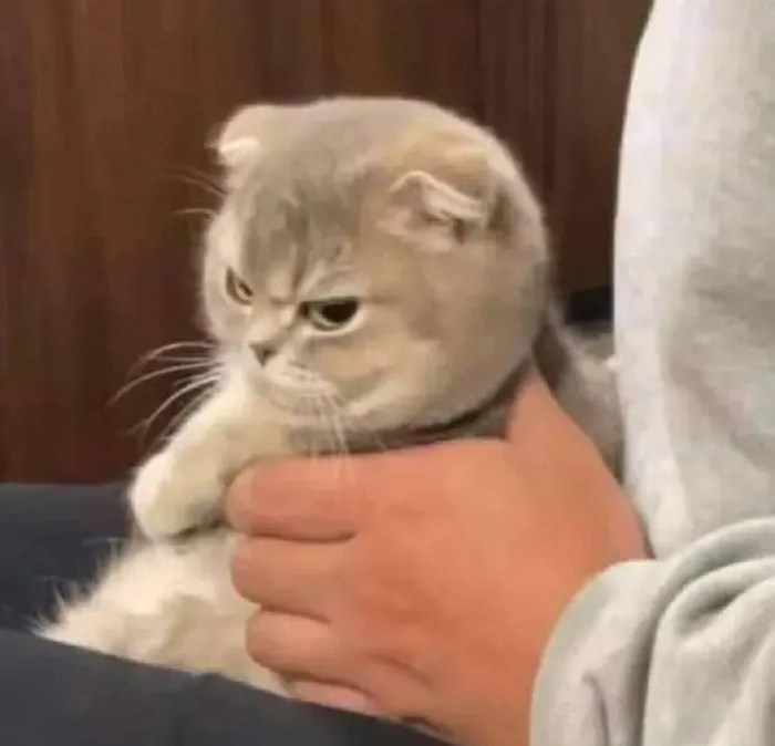 Ảnh meme con mèo lườm hài hước