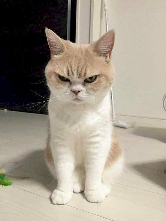 Ảnh meme con mèo lườm khó chịu