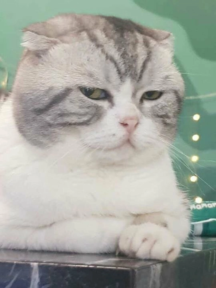 Ảnh meme con mèo lườm lườm gắt