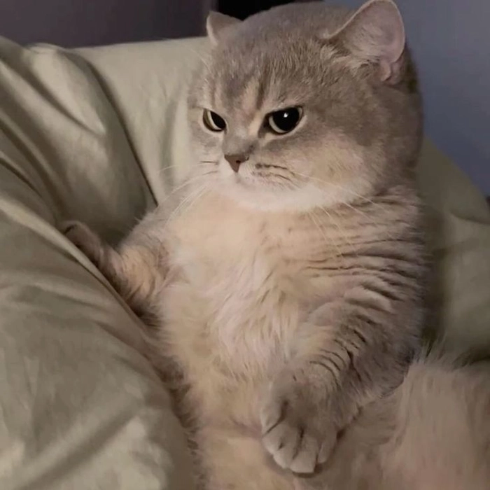 Ảnh meme con mèo lườm tức