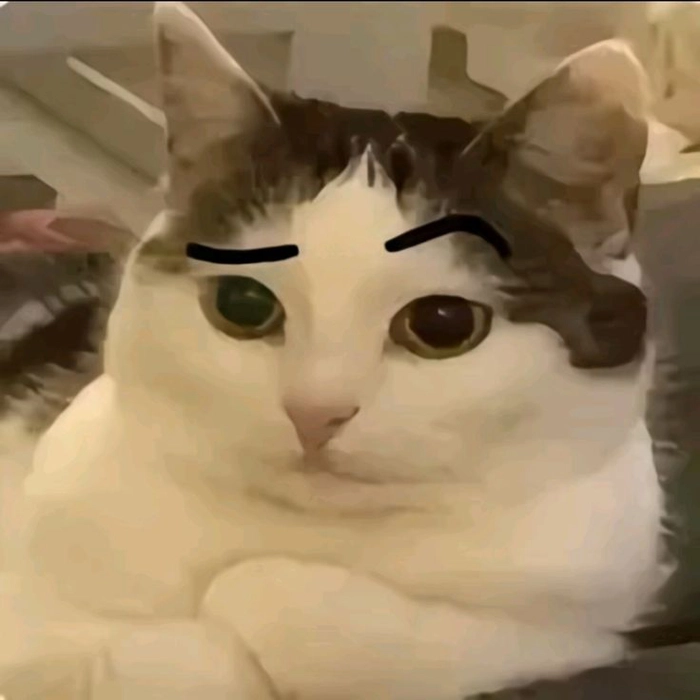Ảnh meme mèo The Rock bá đạo