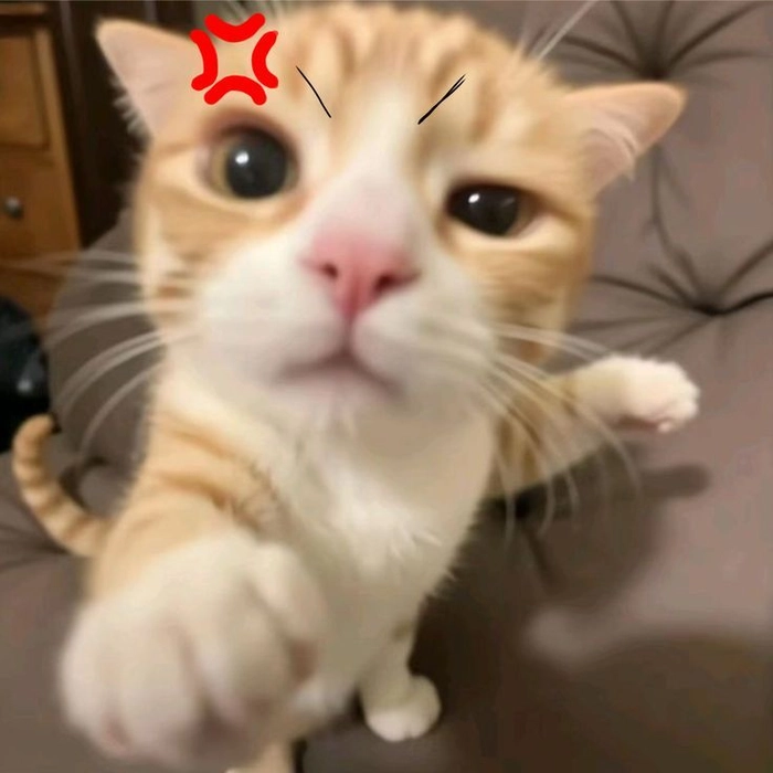 Ảnh meme mèo The Rock độc đáo