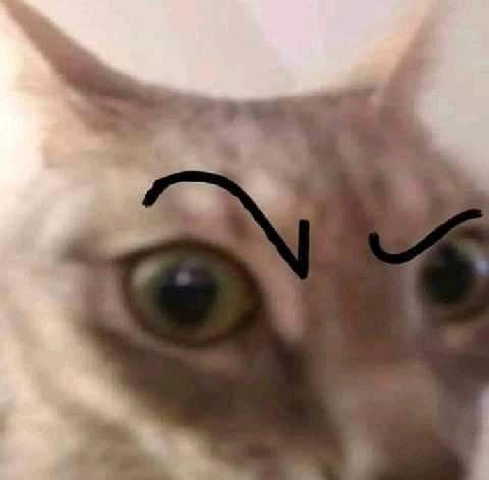 Ảnh meme mèo The Rock độc lạ