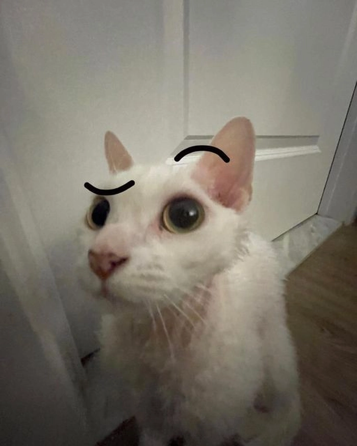 Ảnh meme mèo The Rock ngộ nghĩnh