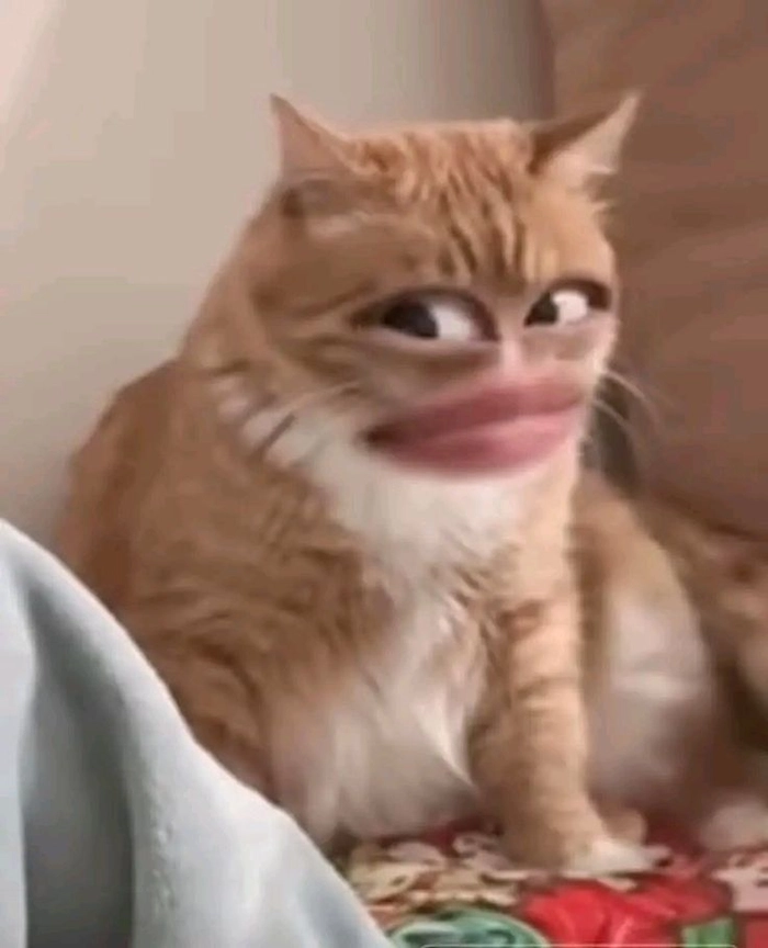 Ảnh meme mèo lườm chế hài