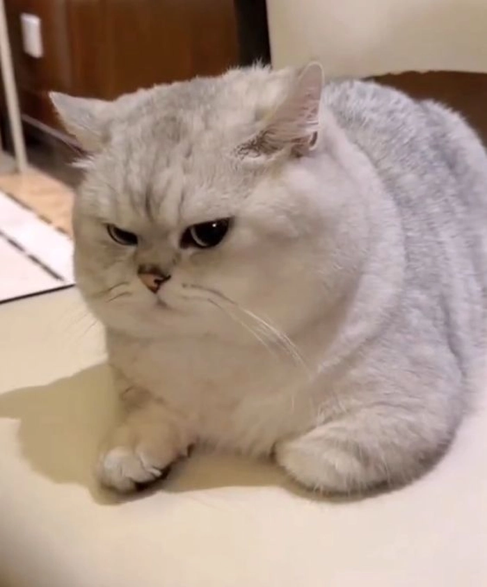 Ảnh meme mèo lườm độc đáo
