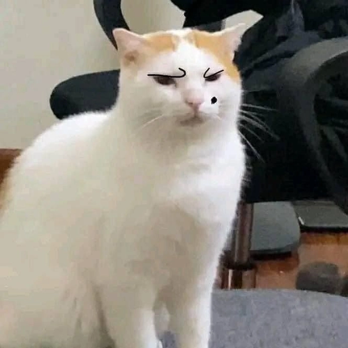 Ảnh meme mèo lườm tức cười