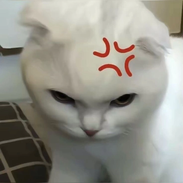 Ảnh meme mèo tức giận dễ thương