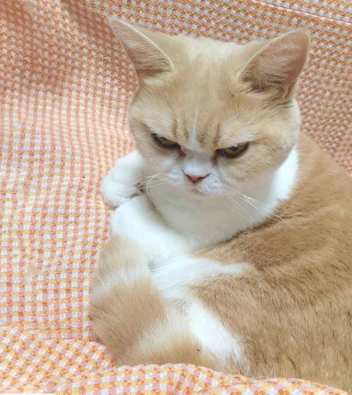 Ảnh meme mèo tức giận hài