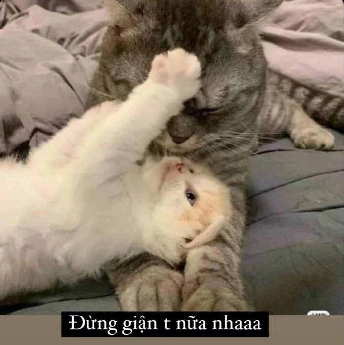 Ảnh meme mèo tức giận trend