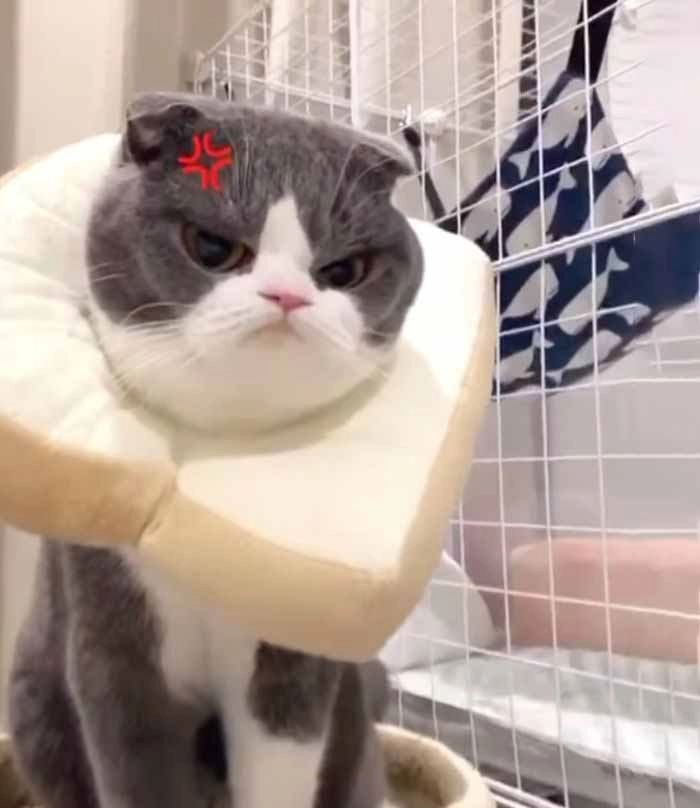 Ảnh meme mèo tức giận