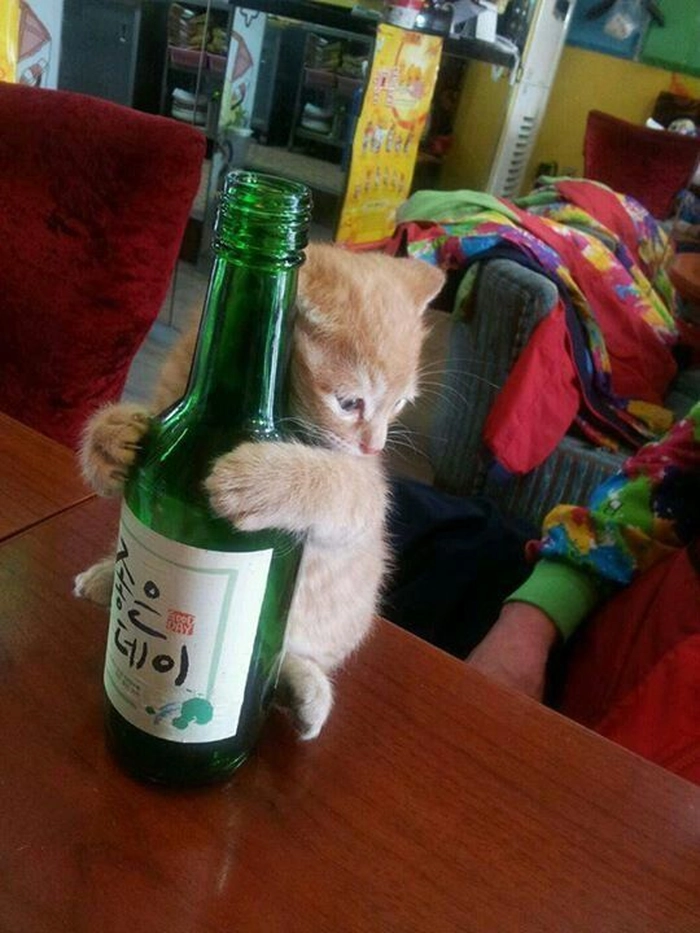 Avatar meme chó mèo đáng yêu