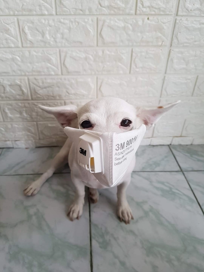 Bộ sưu tập ảnh meme chó đeo khẩu trang