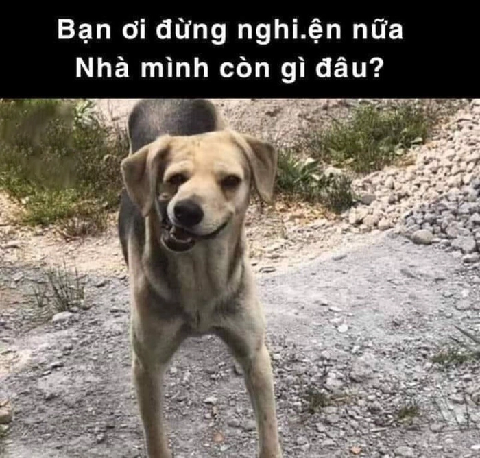 Hình meme chó méo miệng