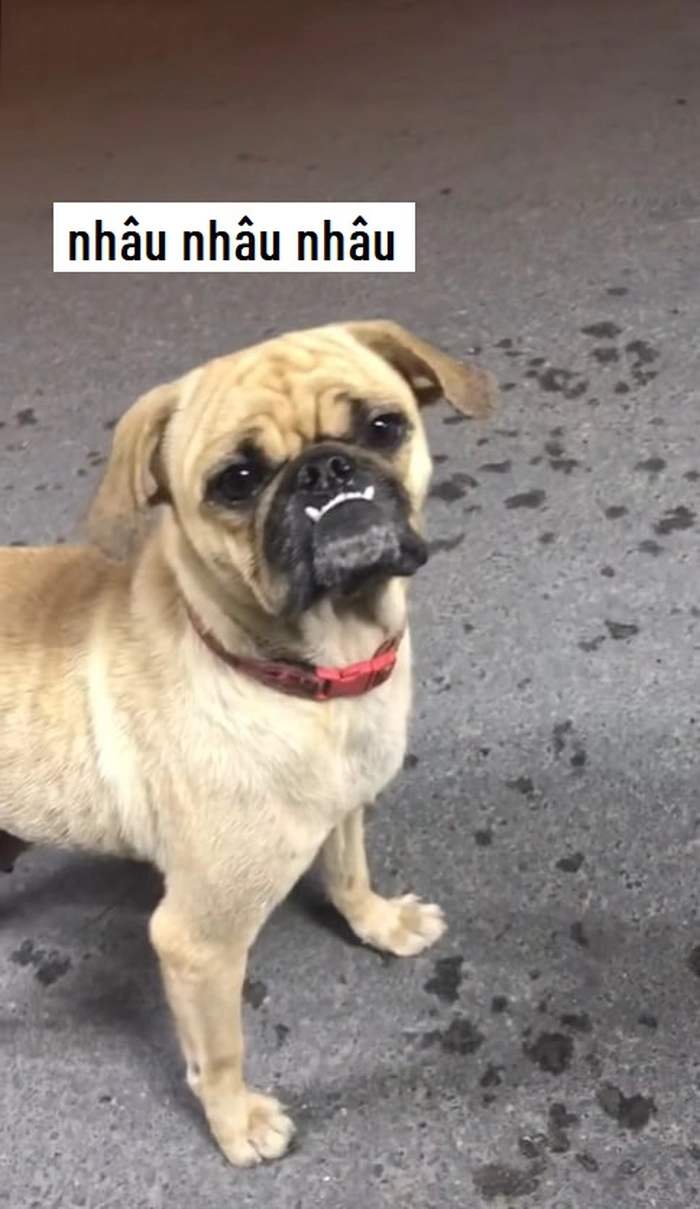 Hình meme chó méo mồm