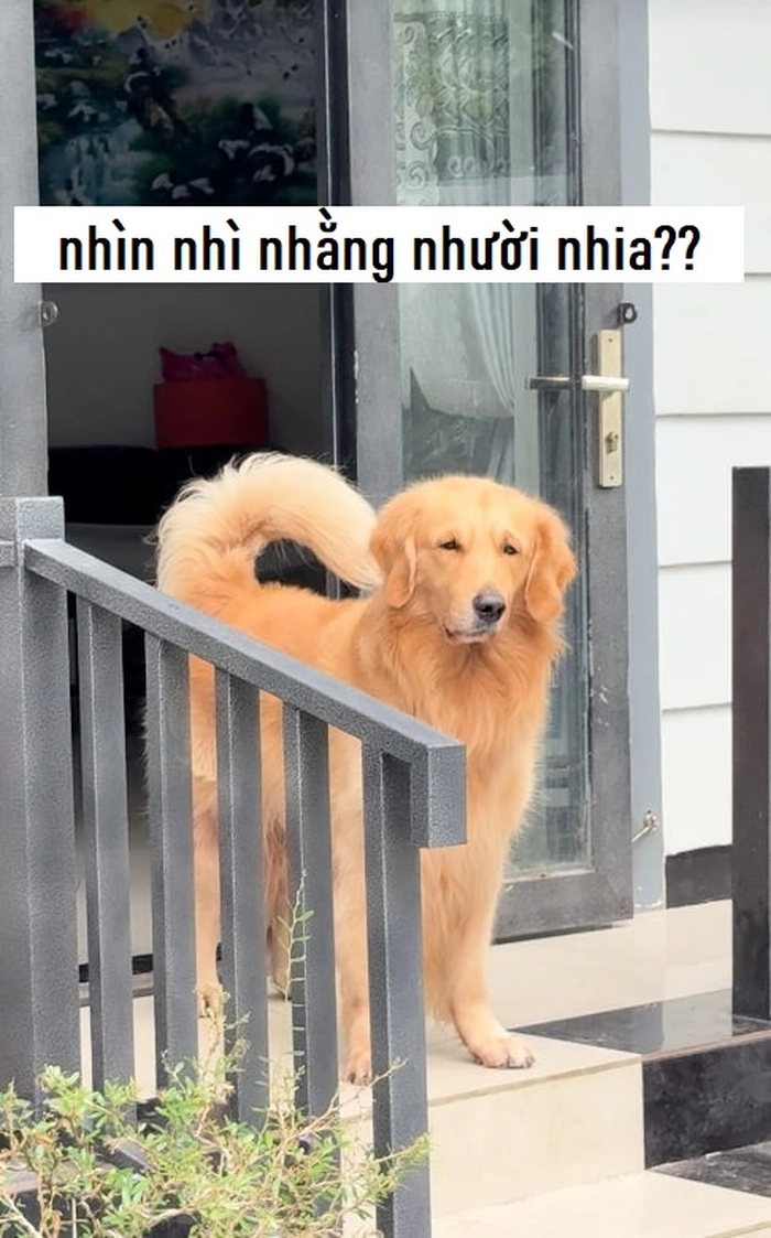 Hình meme con chó méo mồm