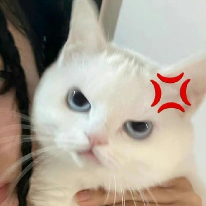 Hình meme mèo tức giận