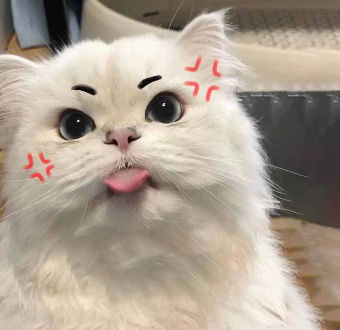 Hình meme mèo tức giận chế