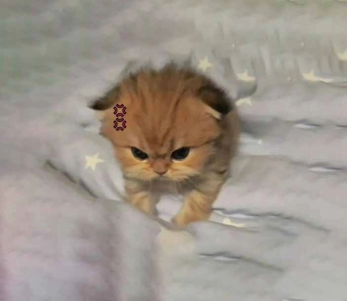 Hình meme mèo tức giận độc