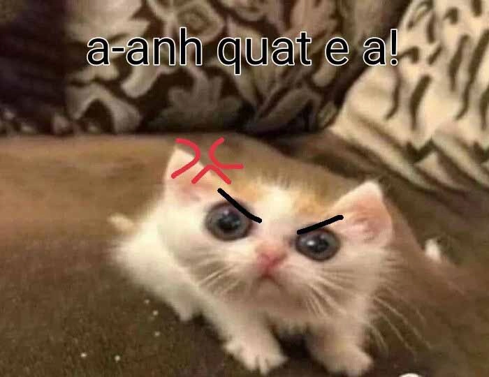 Hình meme mèo tức giận hài hước
