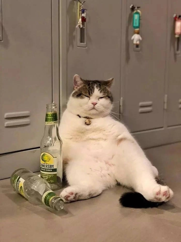 Hình nền chó mèo meme ngộ nghĩnh