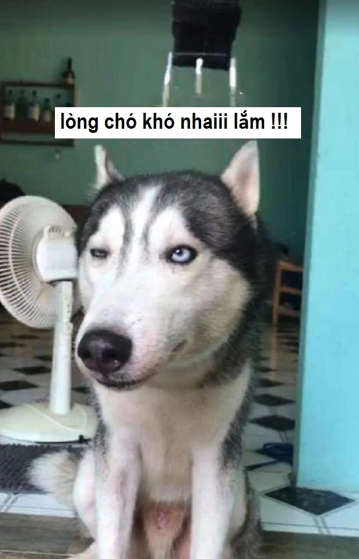Lòng chó khó nhai lòng người khó đoán meme
