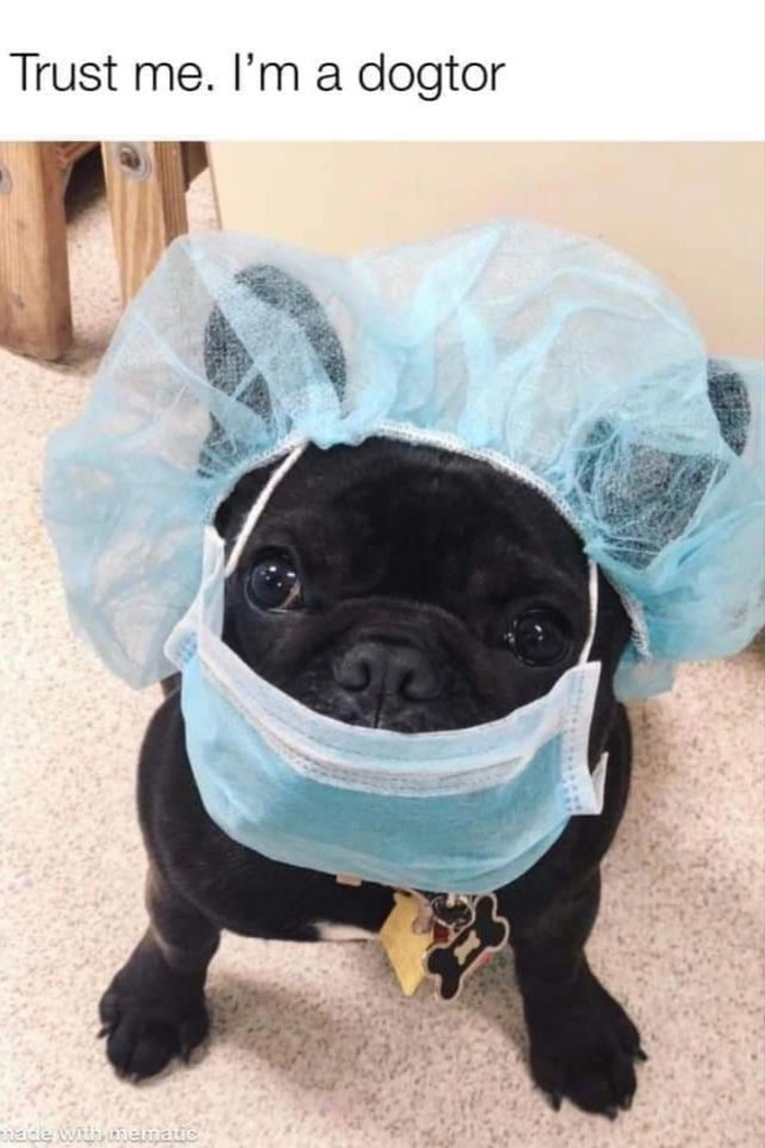 Cười ngất với 321+ meme chó đeo khẩu trang hài hước bá đạo
