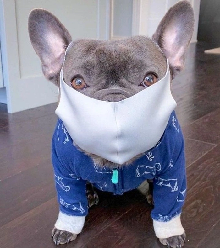 Meme chó đeo khẩu trang chất lừ