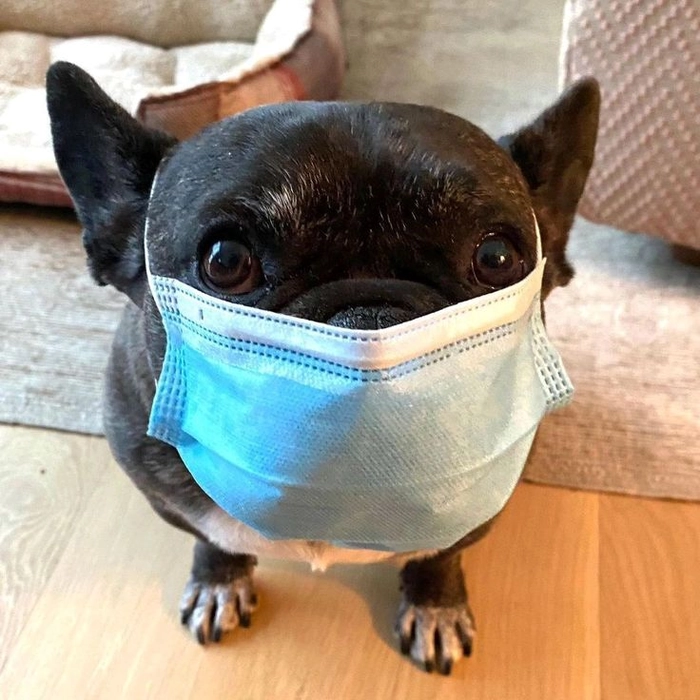 Meme chó đeo khẩu trang hài hước