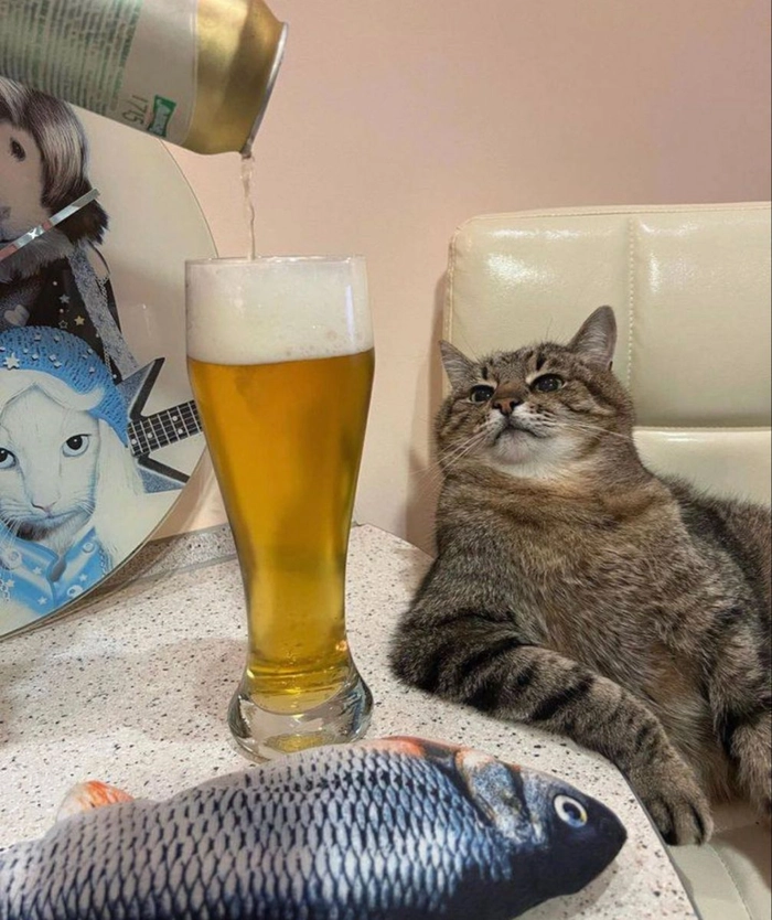 Meme chó mèo cute đáng yêu