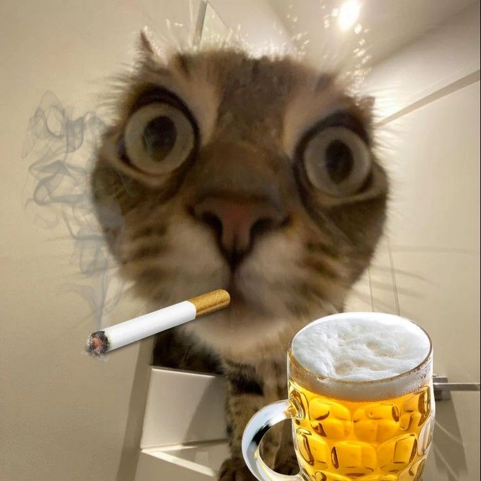 Meme chó mèo cute dễ thương