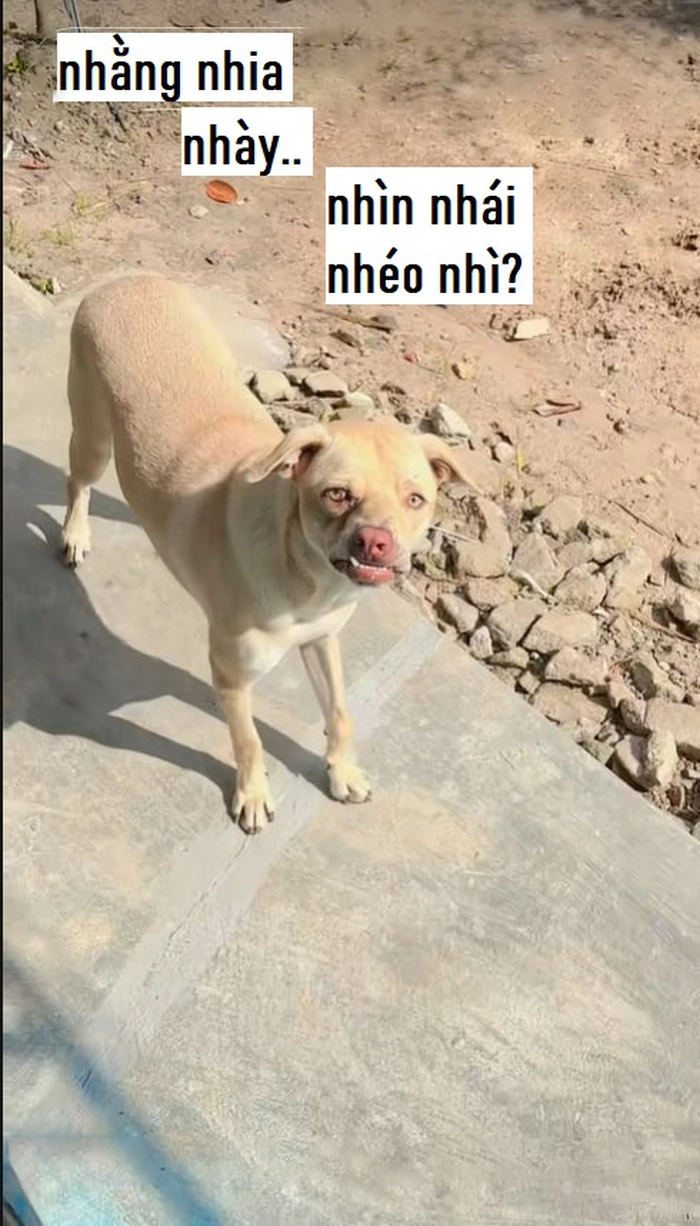 Meme chó méo miệng bá đạo