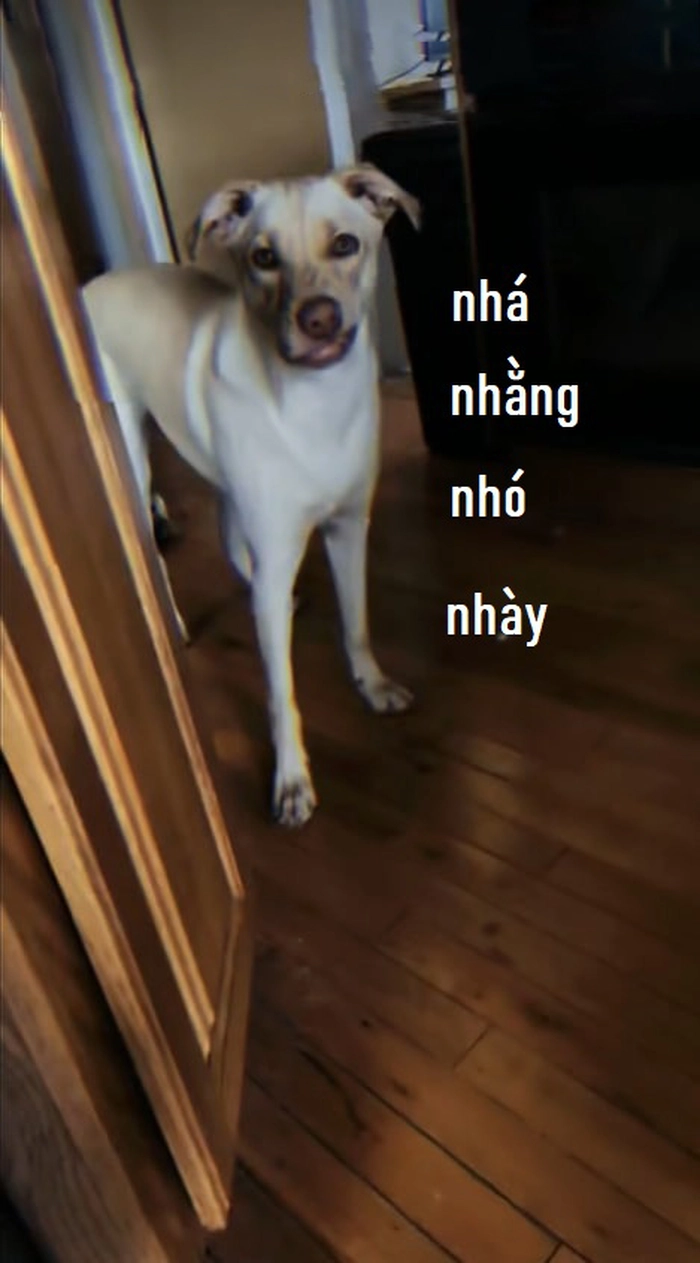 Meme chó méo miệng chế