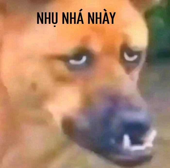 Meme chó méo miệng