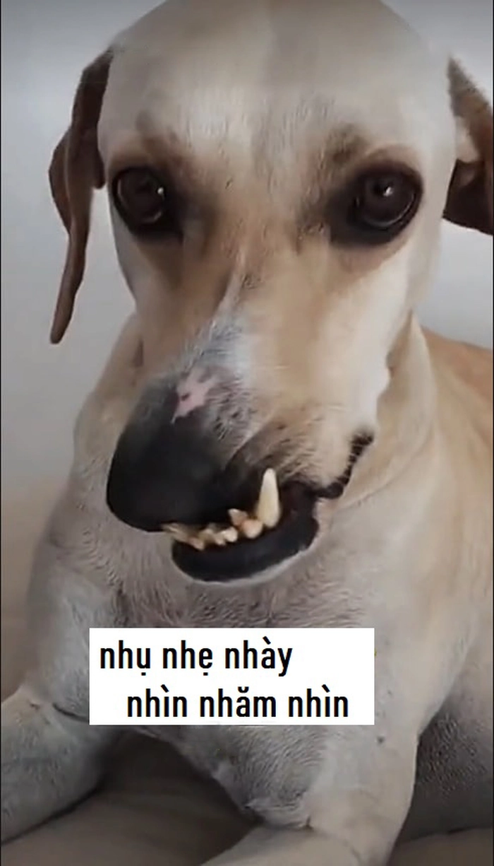 Meme chó méo mồm troll
