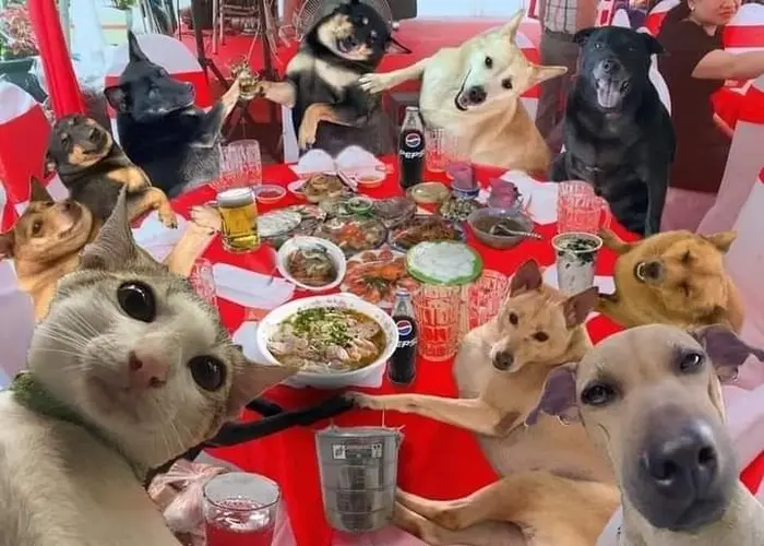Meme chó mèo nhậu say xỉn