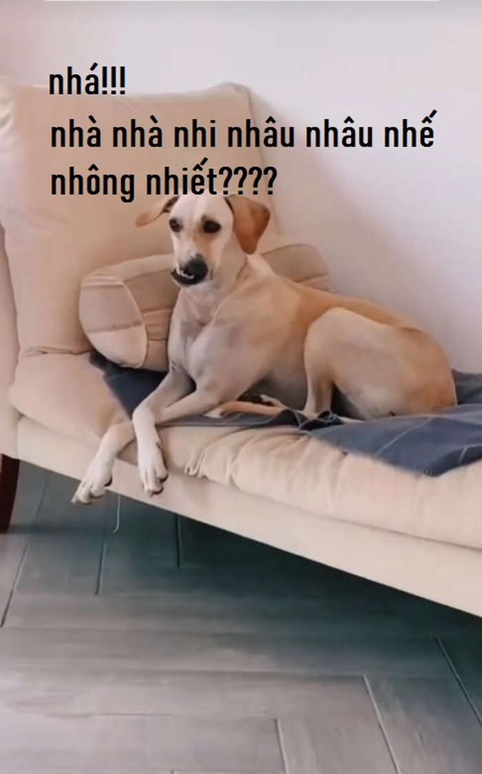 Meme chó răng hô vui nhộn