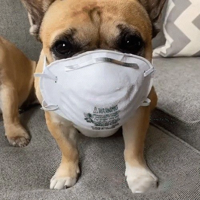 Meme con chó đeo khẩu trang hài khó nhịn cười