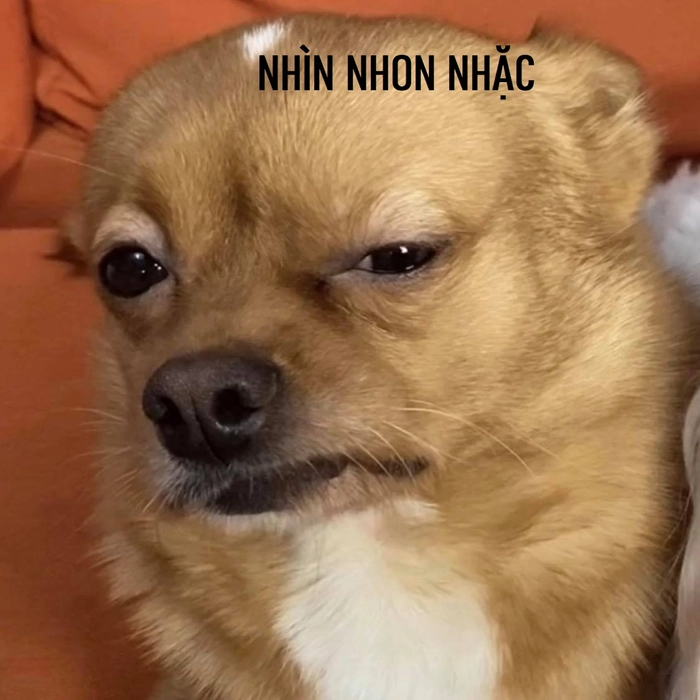 Meme con chó méo mồm dễ thương
