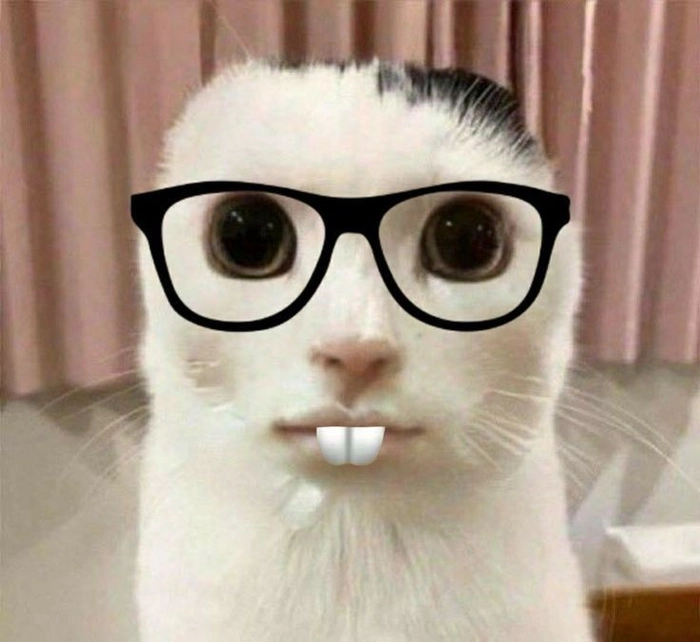 Meme con mèo đeo kính răng thỏ